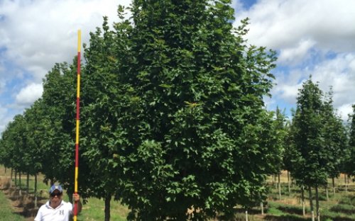Trees for Parks: Fall Fiesta Sugar Maple – New York State Urban ...