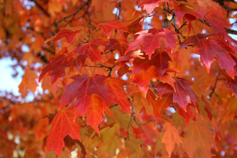 Trees for Parks: Fall Fiesta Sugar Maple – New York State Urban ...