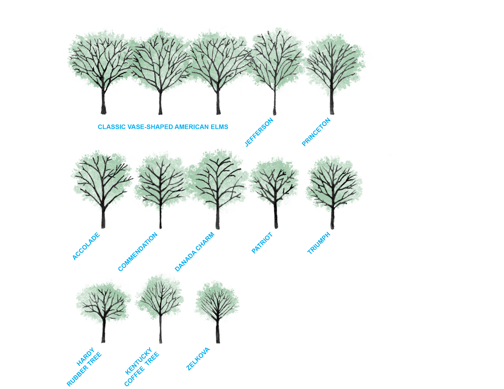 Tree Form Vs Structure Comparison of forms – New York State Urban Forestry Council