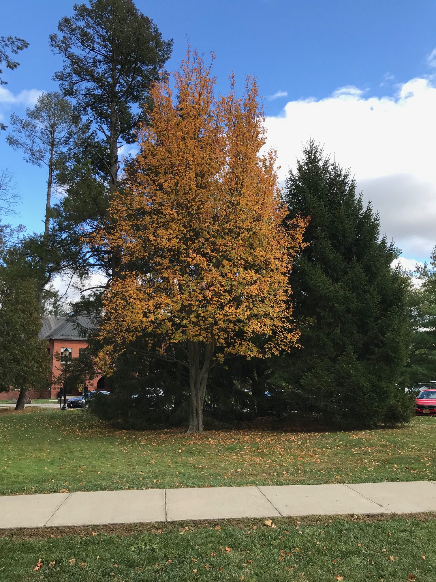 Underutilized Trees for Urban Use: Korean Mountainash – New York