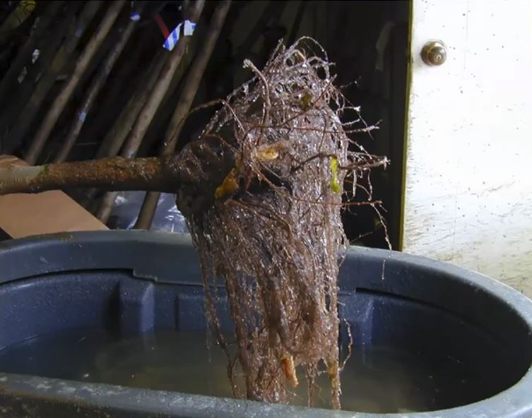 Fall Planting, Bare Root & Container Considerations, and a More Nuanced ...