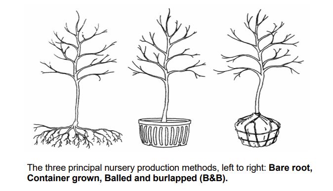 Fall Planting, Bare Root & Container Considerations, and a More Nuanced ...