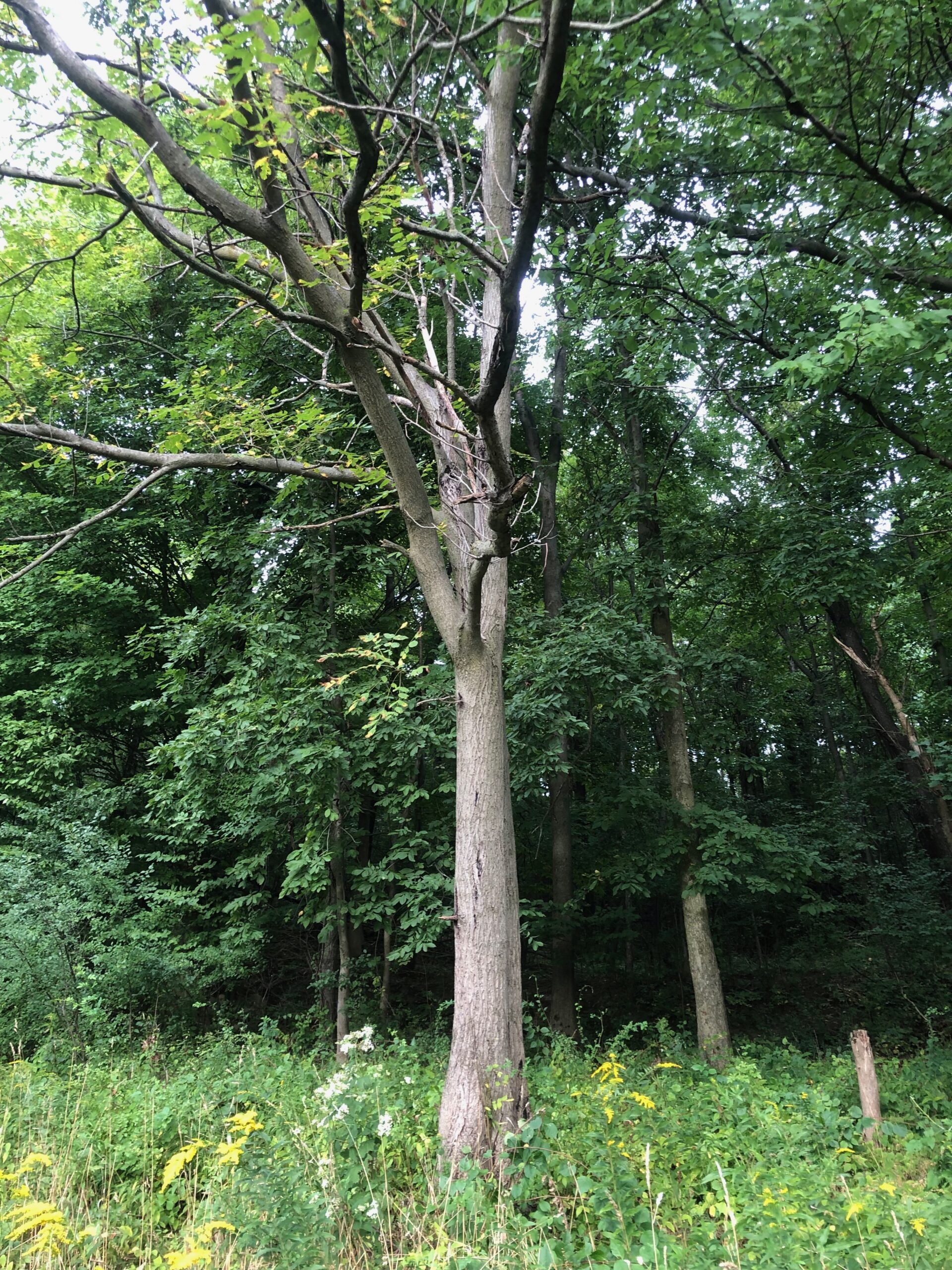 Under the Butternut Tree – New York State Urban Forestry Council