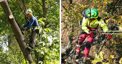 New York State Tree Climbing Championship on June 22, 2024! – New York ...
