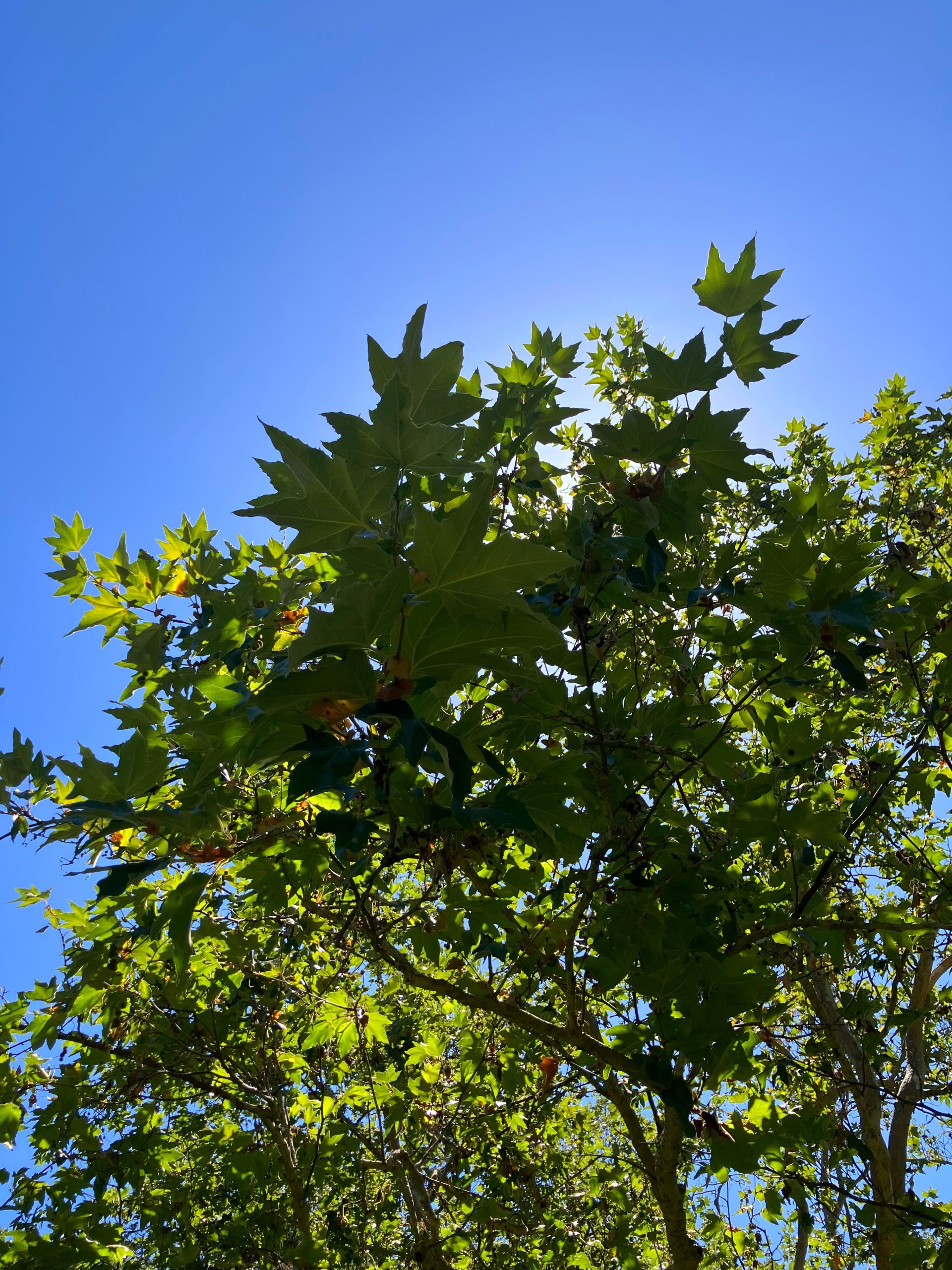 Where Science Meets Soul: Professional Arboriculture and the Art of ...
