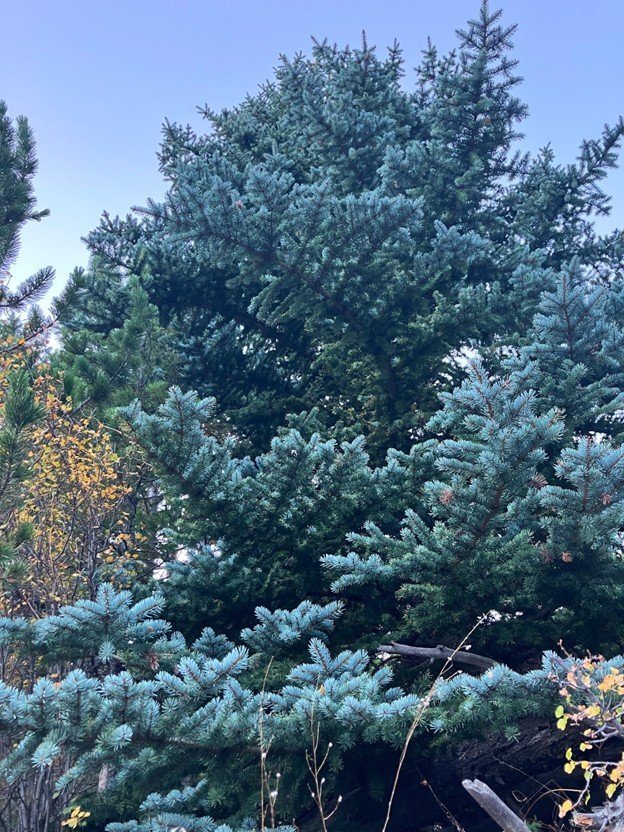 Where Science Meets Soul: Professional Arboriculture and the Art of ...