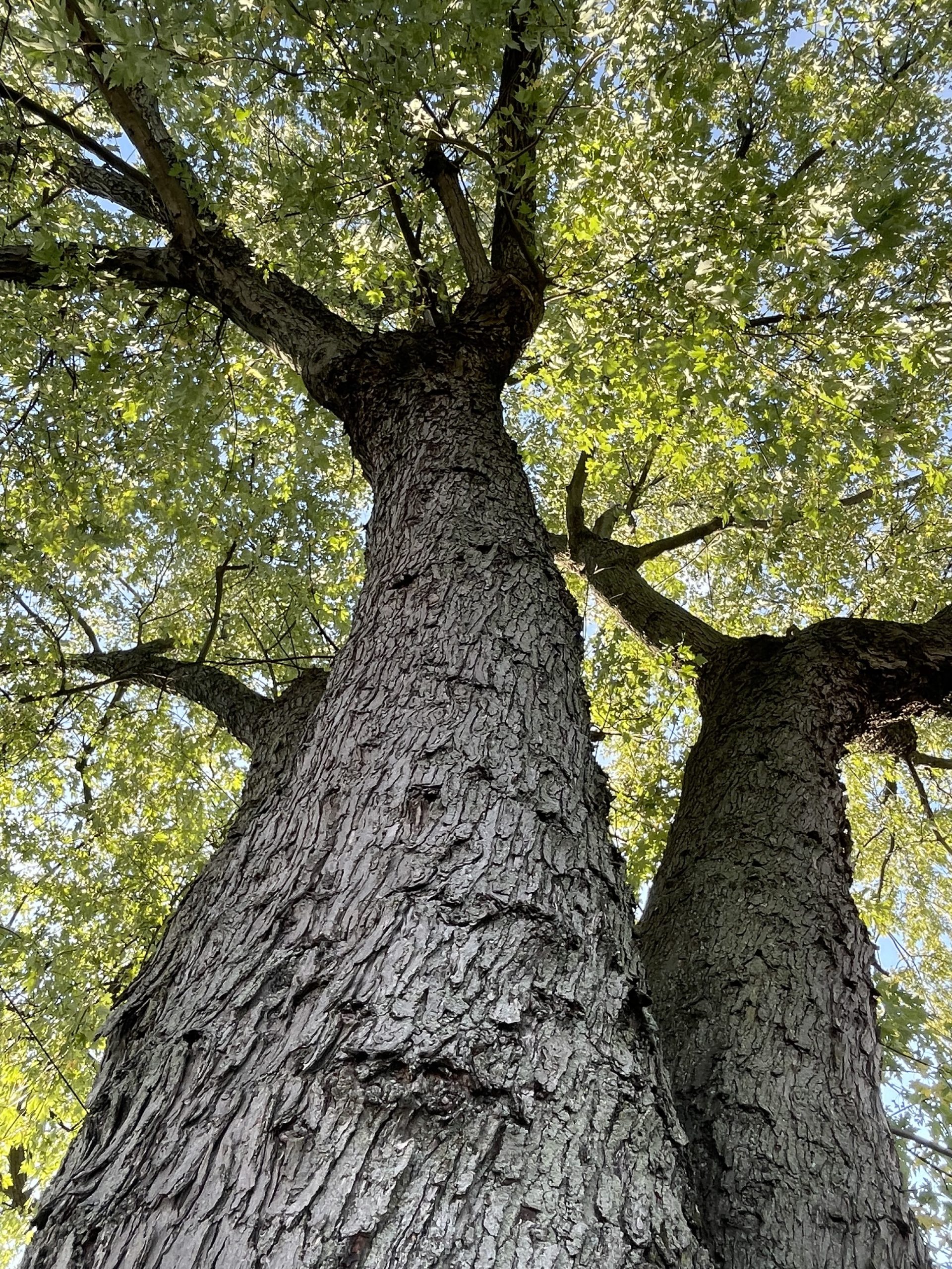 Classes for Tree Huggers, Wood Chuckers and Acorn Admirers – New York ...