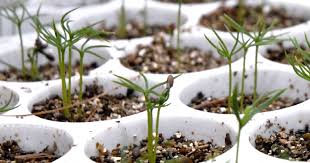 DEC's Annual Tree and Shrub Seedling Sale Now Open – New York