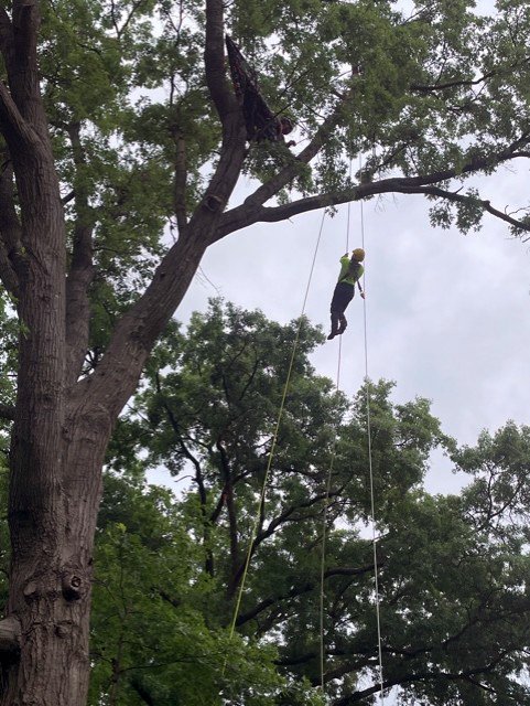 Let’s Get Climbing! – New York State Urban Forestry Council
