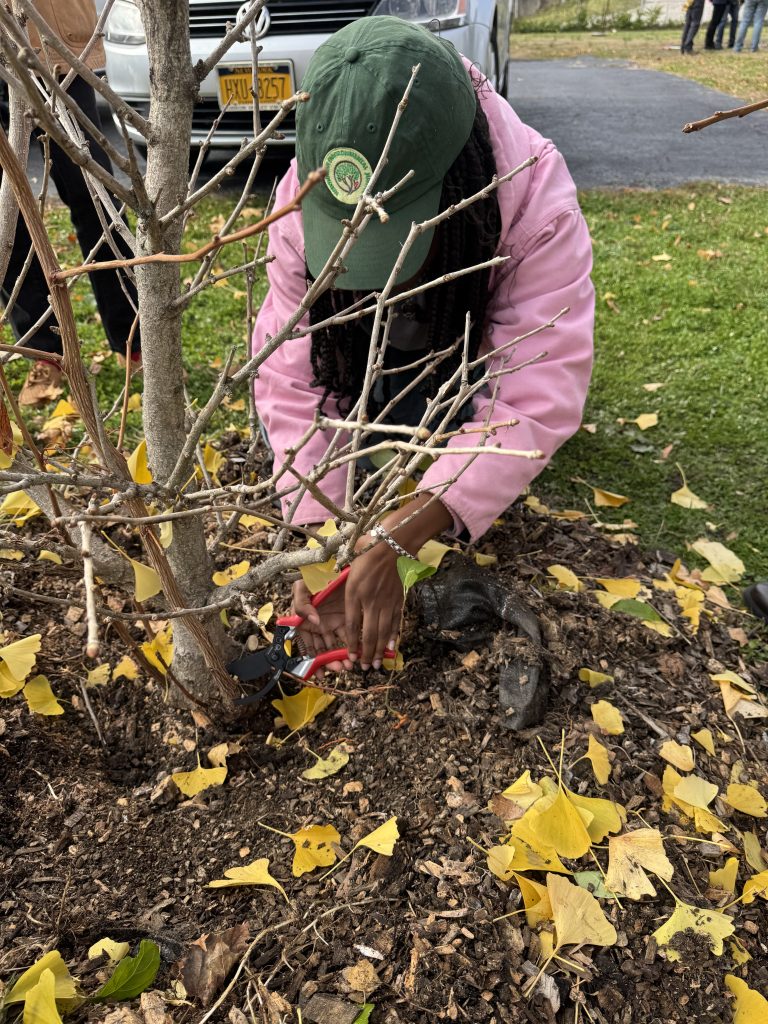 Tree Pruning 101 in Newburgh – New York State Urban Forestry Council